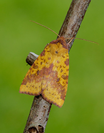 73.181 BF2273 Pink-barred Sallow Xanthia togata