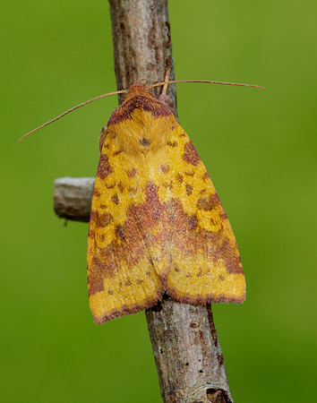 73.181 BF2273 Pink-barred Sallow Xanthia togata
