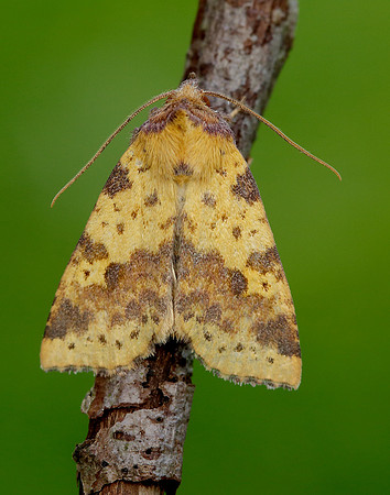 73.181 BF2273 Pink-barred Sallow Xanthia togata
