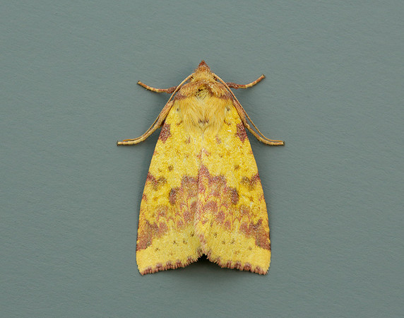 73.181 BF2273 Pink-barred Sallow Xanthia togata