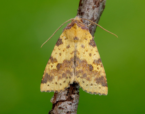 73.181 BF2273 Pink-barred Sallow Xanthia togata