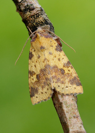 73.181 BF2273 Pink-barred Sallow Xanthia togata