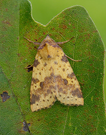 73.181 BF2273 Pink-barred Sallow Xanthia togata