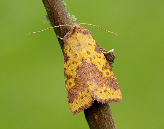 73.181 BF2273 Pink-barred Sallow Xanthia togata