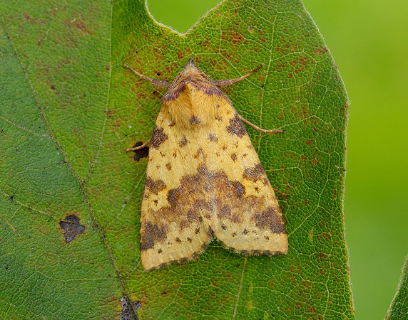 73.181 BF2273 Pink-barred Sallow Xanthia togata