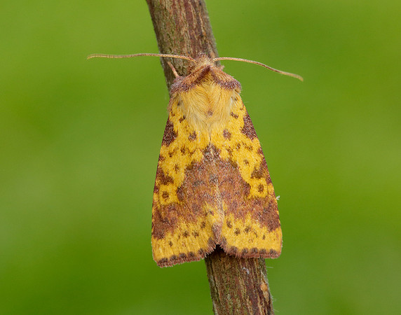 73.181 BF2273 Pink-barred Sallow Xanthia togata