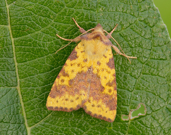 73.181 BF2273 Pink-barred Sallow Xanthia togata