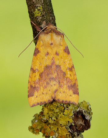 73.181 BF2273 Pink-barred Sallow Xanthia togata