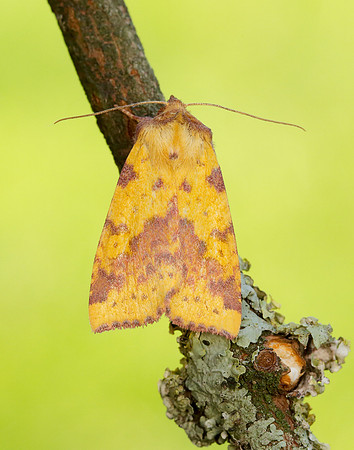 73.181 BF2273 Pink-barred Sallow Xanthia togata