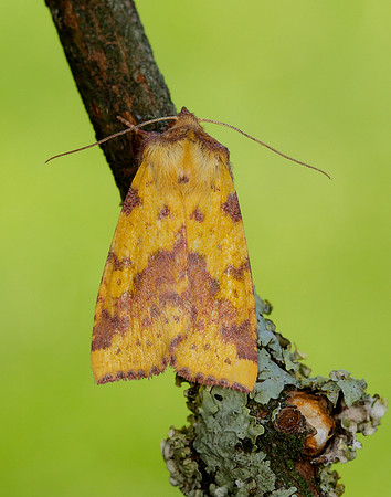 73.181 BF2273 Pink-barred Sallow Xanthia togata