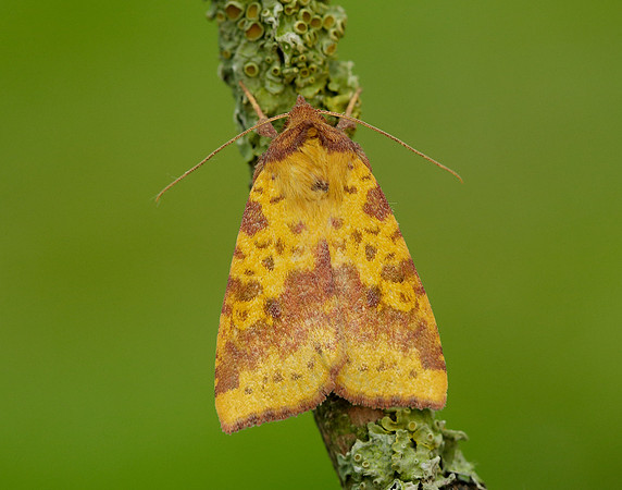 73.181 BF2273 Pink-barred Sallow Xanthia togata