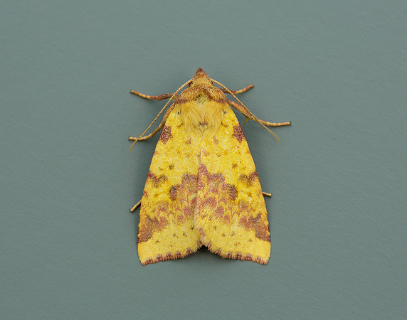 73.181 BF2273 Pink-barred Sallow Xanthia togata