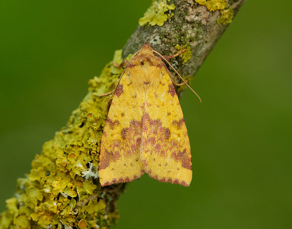 73.181 BF2273 Pink-barred Sallow Xanthia togata