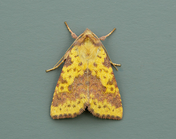 73.181 BF2273 Pink-barred Sallow Xanthia togata