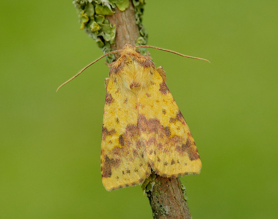 73.181 BF2273 Pink-barred Sallow Xanthia togata