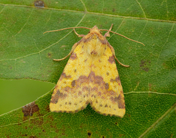 73.181 BF2273 Pink-barred Sallow Xanthia togata