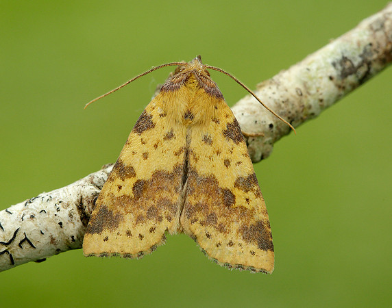 73.181 BF2273 Pink-barred Sallow Xanthia togata
