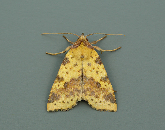 73.181 BF2273 Pink-barred Sallow Xanthia togata