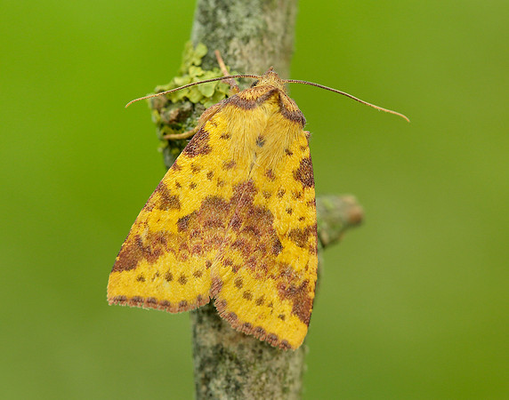 73.181 BF2273 Pink-barred Sallow Xanthia togata
