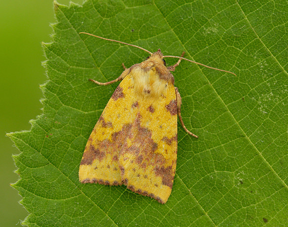 73.181 BF2273 Pink-barred Sallow Xanthia togata
