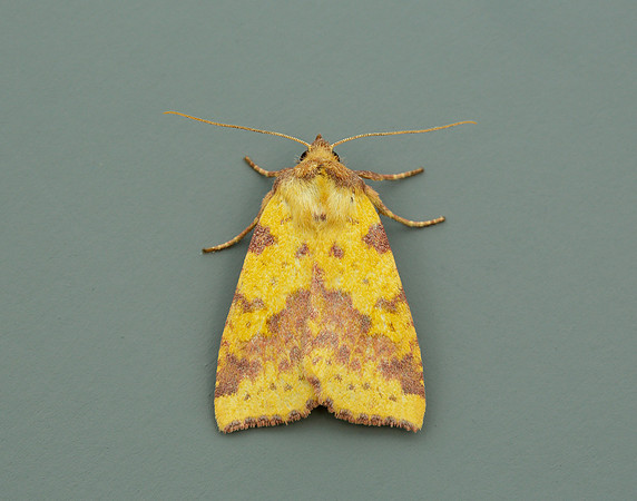 73.181 BF2273 Pink-barred Sallow Xanthia togata