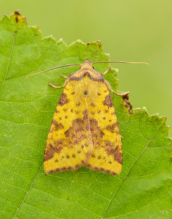 73.181 BF2273 Pink-barred Sallow Xanthia togata