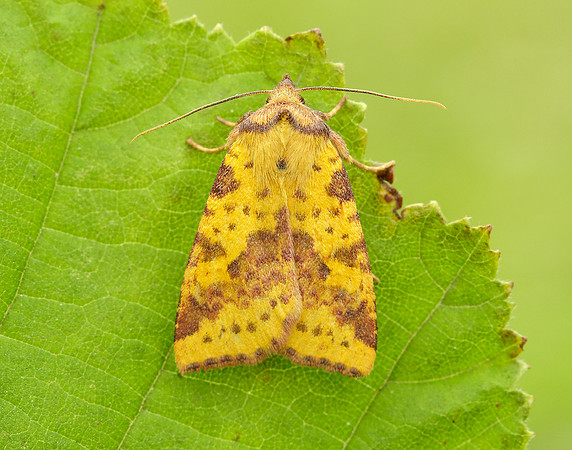 73.181 BF2273 Pink-barred Sallow Xanthia togata