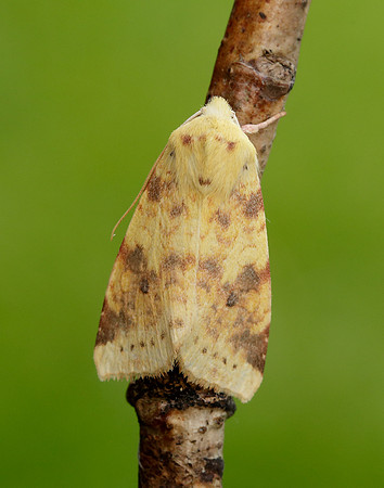 73.182 BF2274 Sallow Cirrhia icteritia
