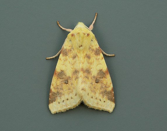 73.182 BF2274 Sallow Cirrhia icteritia