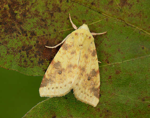 73.182 BF2274 Sallow Cirrhia icteritia