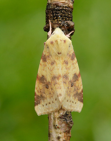 73.182 BF2274 Sallow Cirrhia icteritia