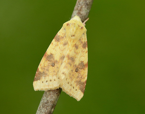 73.182 BF2274 Sallow Cirrhia icteritia