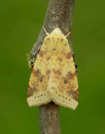 73.182 BF2274 Sallow Cirrhia icteritia