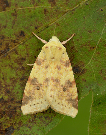 73.182 BF2274 Sallow Cirrhia icteritia