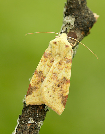 73.182 BF2274 Sallow Cirrhia icteritia