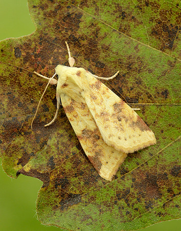 73.182 BF2274 Sallow Cirrhia icteritia
