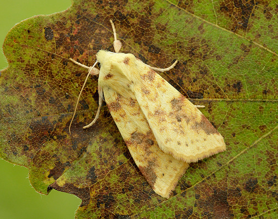 73.182 BF2274 Sallow Cirrhia icteritia