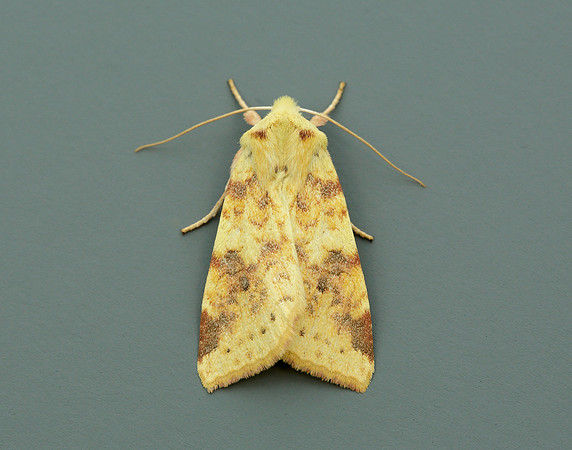 73.182 BF2274 Sallow Cirrhia icteritia