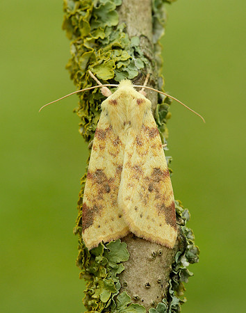 73.182 BF2274 Sallow Cirrhia icteritia
