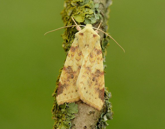 73.182 BF2274 Sallow Cirrhia icteritia