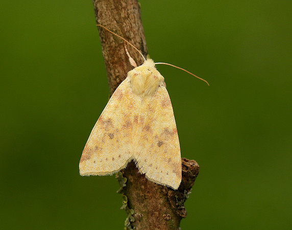 73.182 BF2274 Sallow Cirrhia icteritia