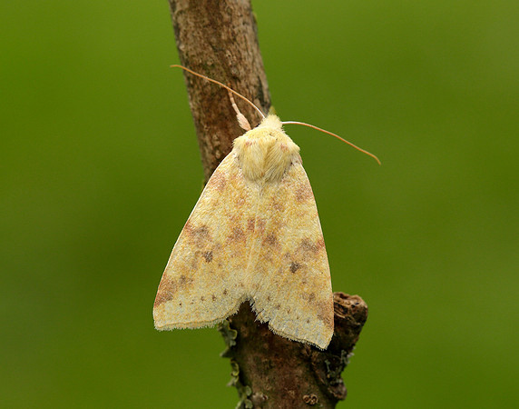 73.182 BF2274 Sallow Cirrhia icteritia