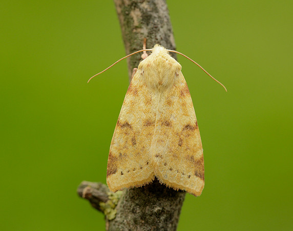 73.182 BF2274 Sallow Cirrhia icteritia