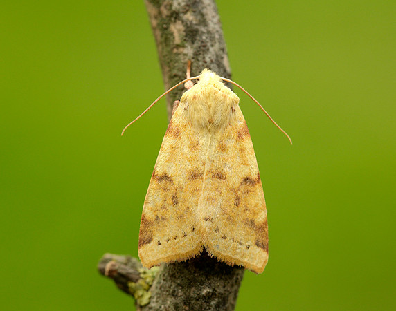 73.182 BF2274 Sallow Cirrhia icteritia