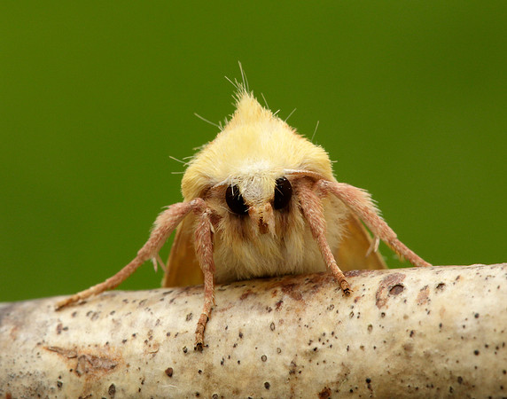 73.182 BF2274 Sallow Cirrhia icteritia