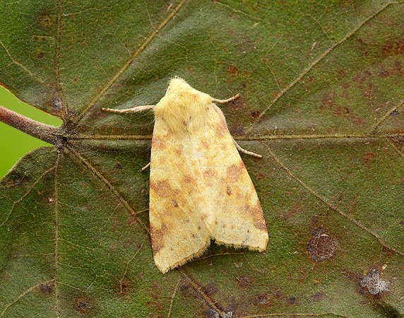 73.182 BF2274 Sallow Cirrhia icteritia