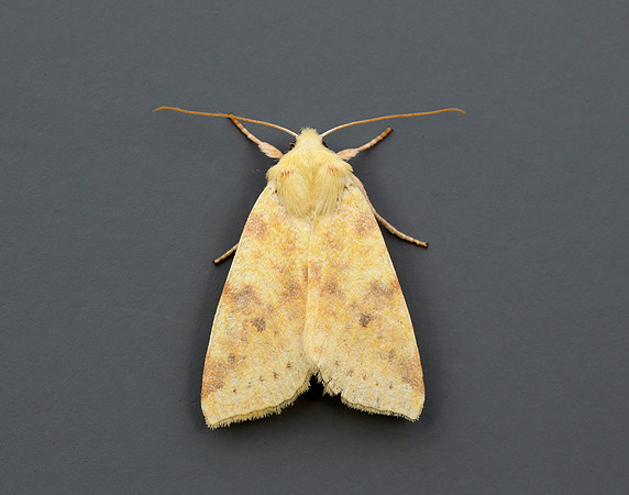 73.182 BF2274 Sallow Cirrhia icteritia