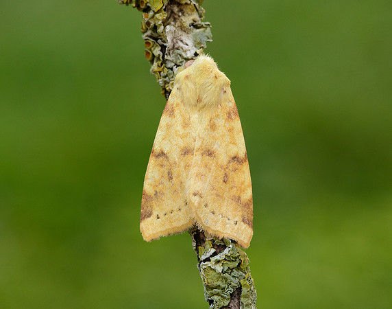 73.182 BF2274 Sallow Cirrhia icteritia