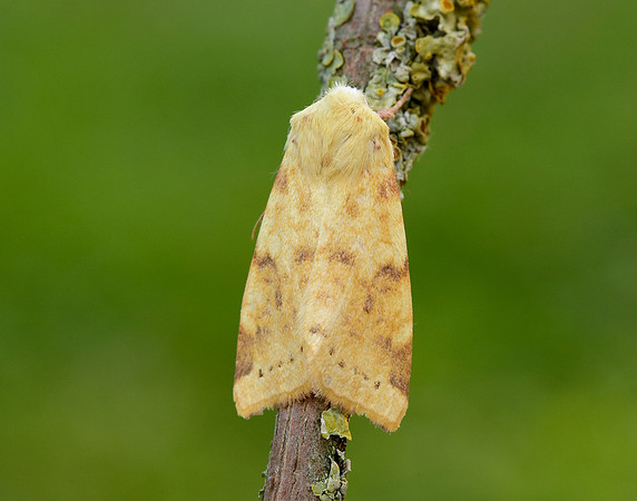 73.182 BF2274 Sallow Cirrhia icteritia