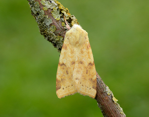 73.182 BF2274 Sallow Cirrhia icteritia